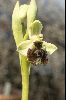 <em>Ophrys bornmuelleri</em>